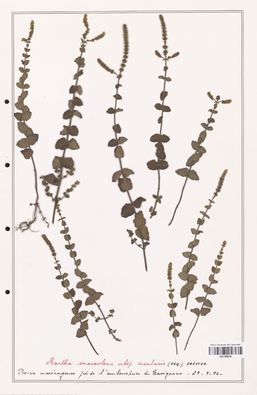 Mentha suaveolens  (Lamiaceae)