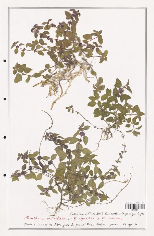 Mentha verticillata  (Lamiaceae)