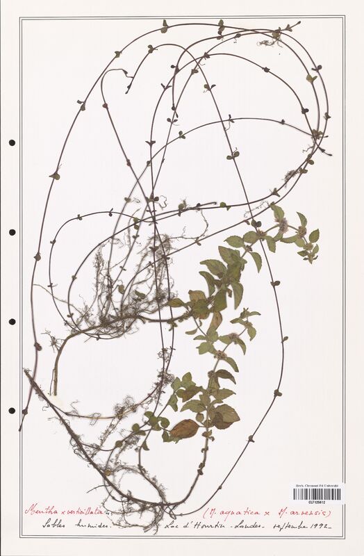 Mentha verticillata  (Lamiaceae)