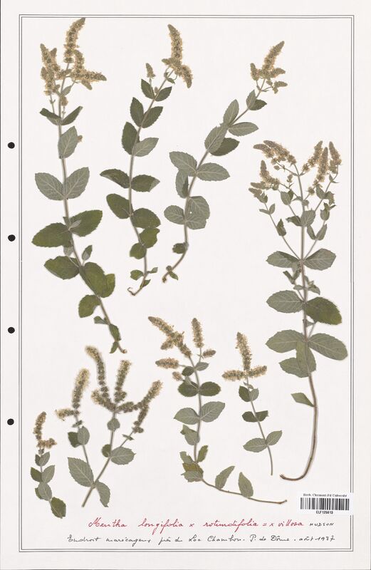 Mentha longifolia  (Lamiaceae)
