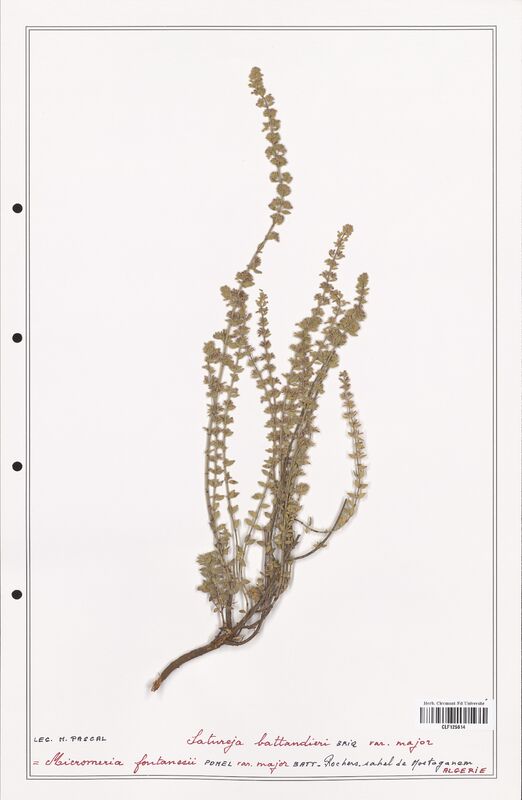 Satureja battandieri  (Lamiaceae)