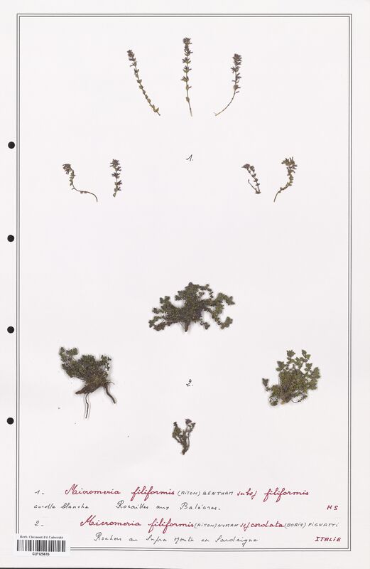 Micromeria filiformis  (Lamiaceae)