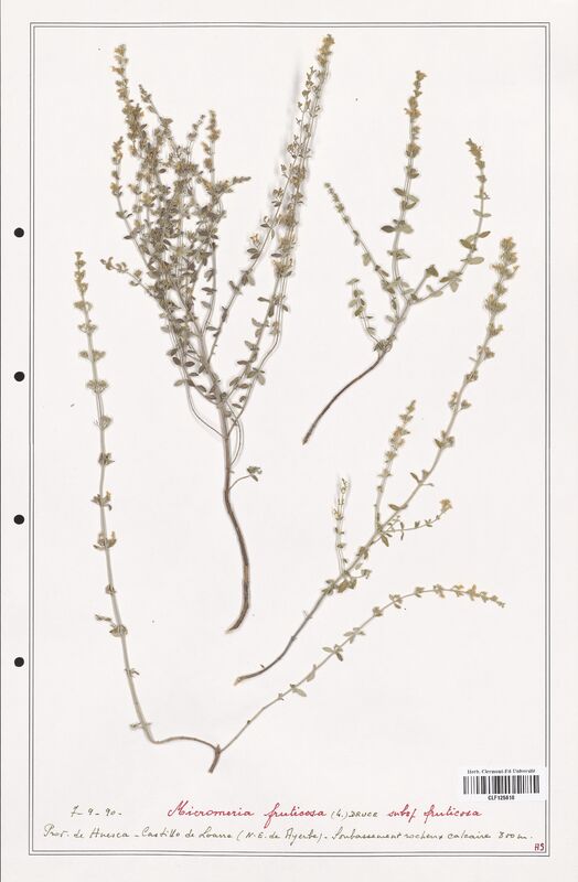 Micromeria frutisosa  (Lamiaceae)