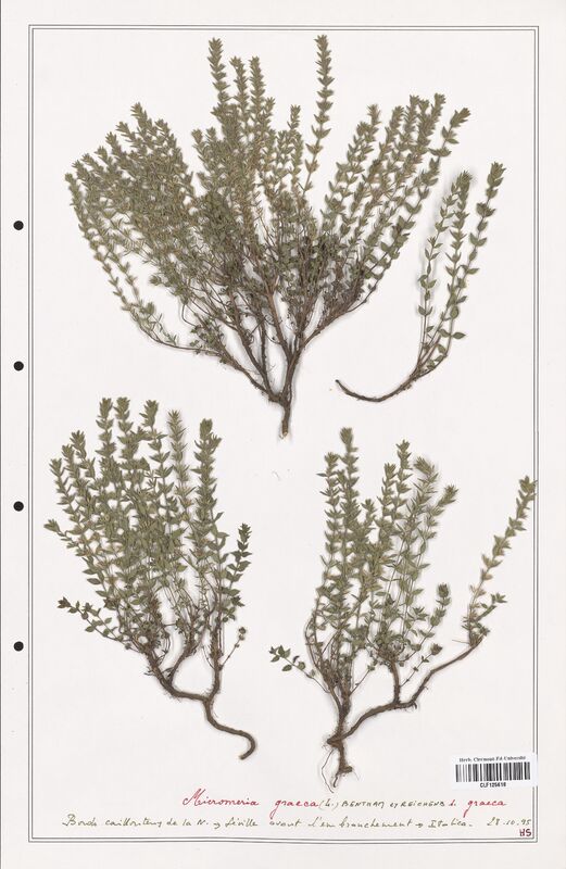 Micromeria graeca  (Lamiaceae)