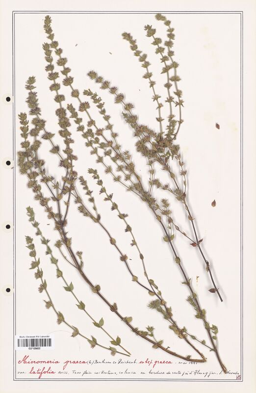 Micromeria graeca  (Lamiaceae)