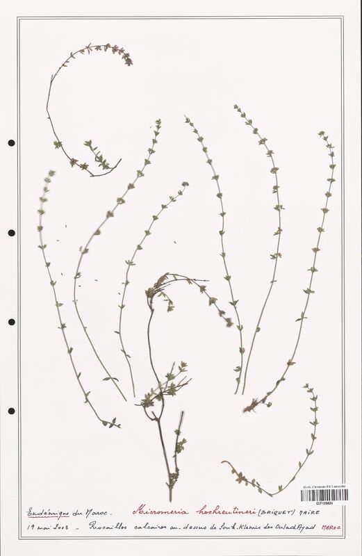 Micromeria hochreutineri  (Lamiaceae)