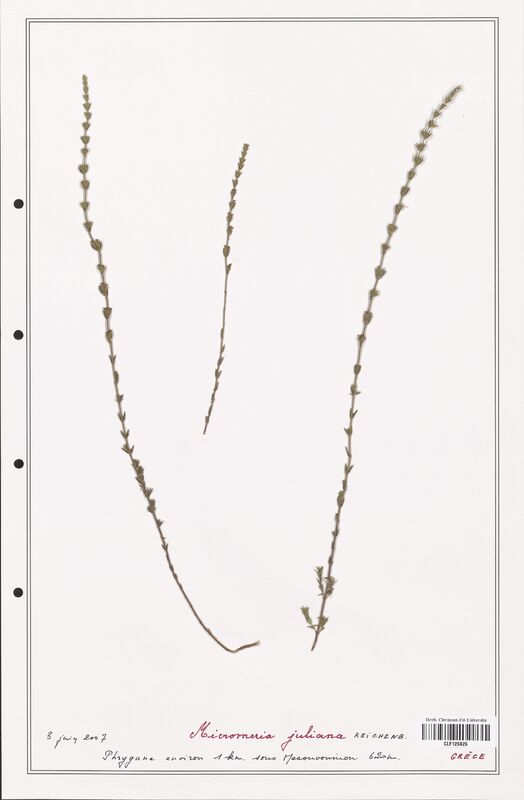 Micromeria juliana  (Lamiaceae)