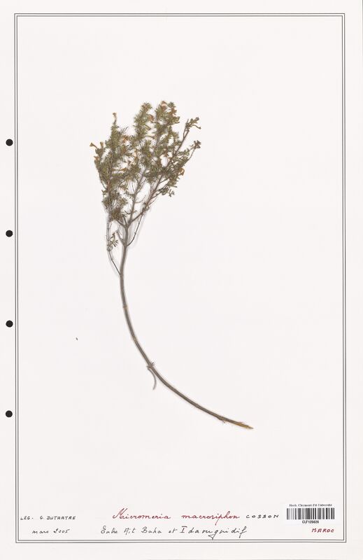 Micromeria macrosiphon  (Lamiaceae)