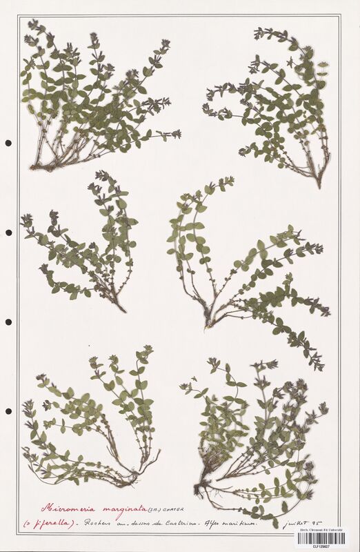 Micromeria marginata  (Lamiaceae)