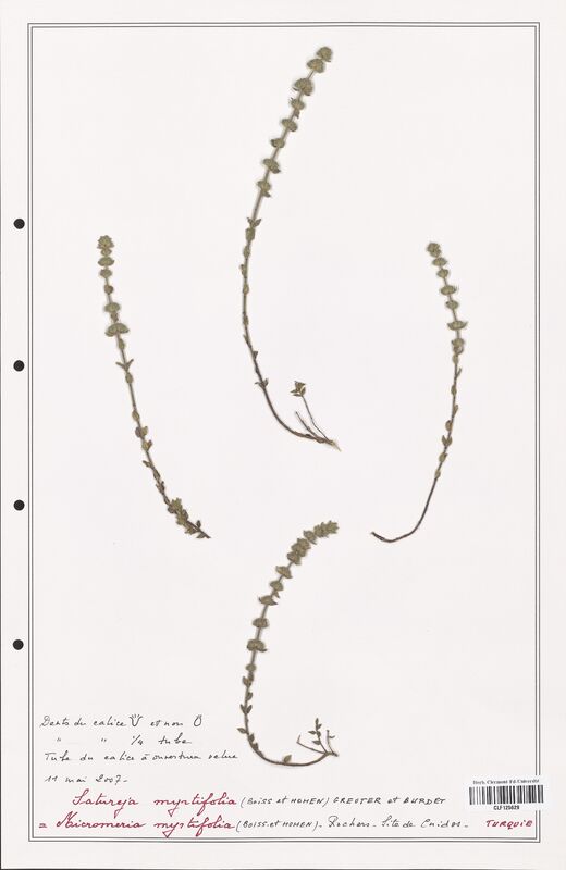 Micromeria myrtifolia  (Lamiaceae)