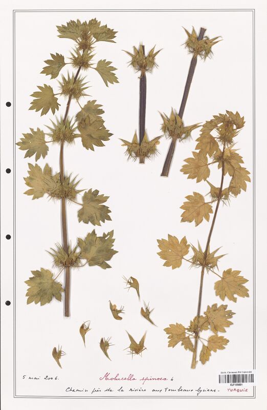 Molucella spinosa  (Lamiaceae)