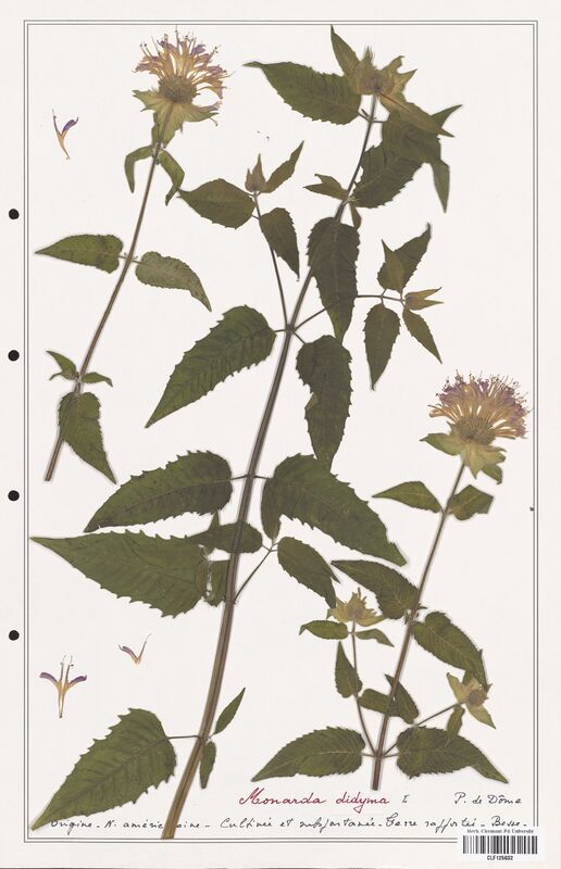 Monarda didyma  (Lamiaceae)