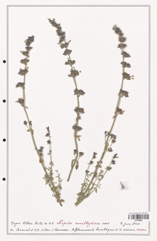 Nepeta amethystina  (Lamiaceae)