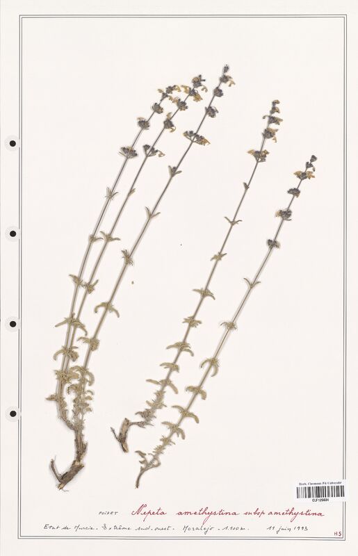 Nepeta amethystina  (Lamiaceae)