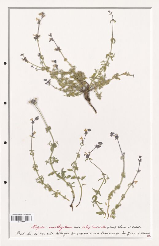 Nepeta amethystina  (Lamiaceae)