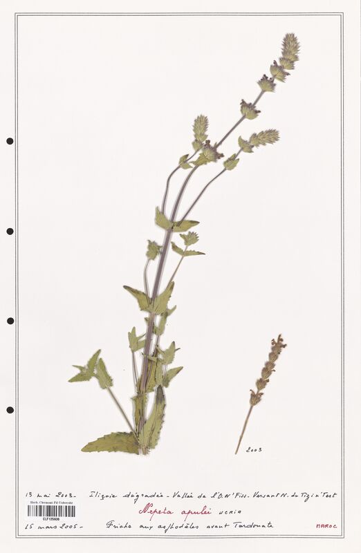 Nepeta apulei  (Lamiaceae)
