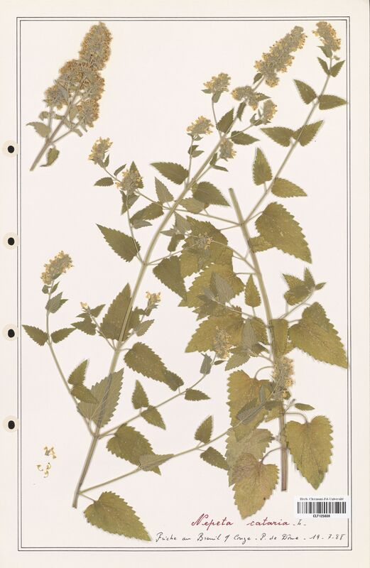 Nepeta cataria  (Lamiaceae)