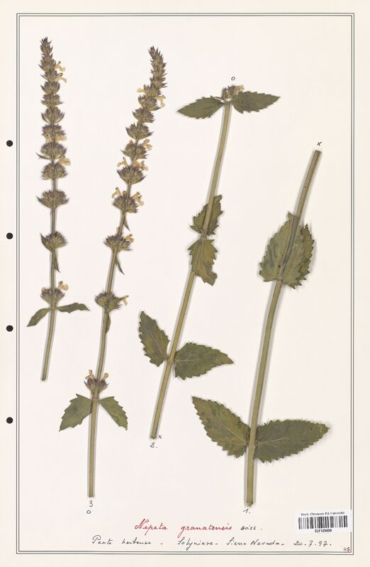 Nepeta granatensis  (Lamiaceae)