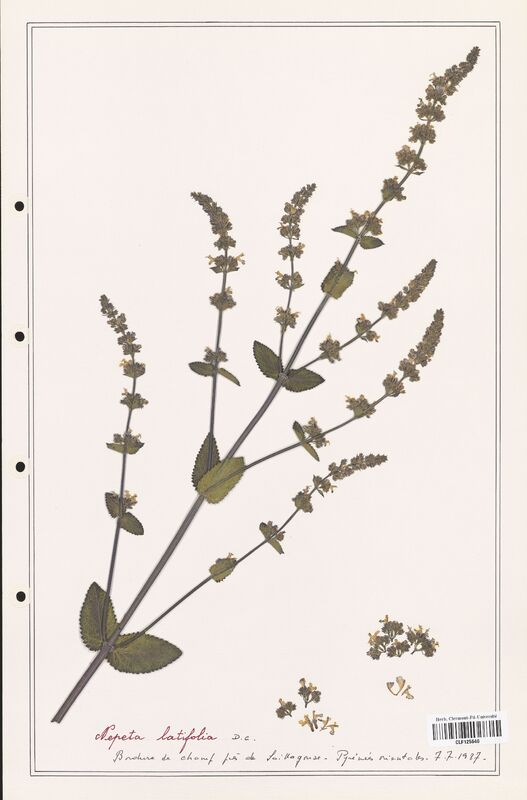 Nepeta latifolia  (Lamiaceae)