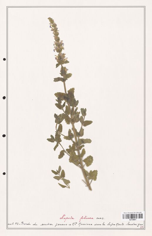 Nepeta foliosa  (Lamiaceae)