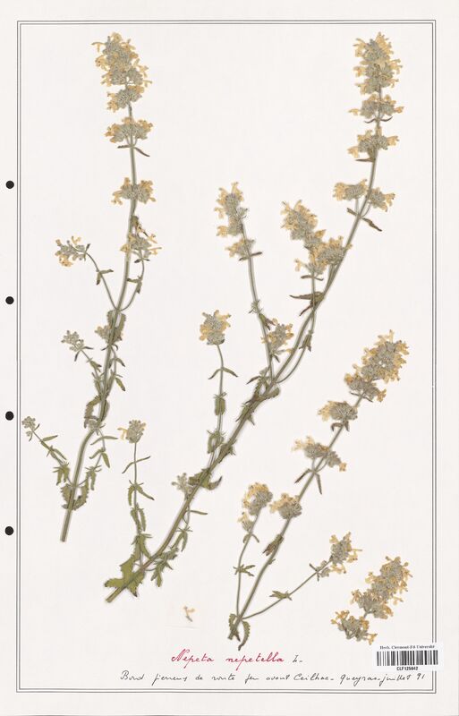 Nepeta nepetella  (Lamiaceae)