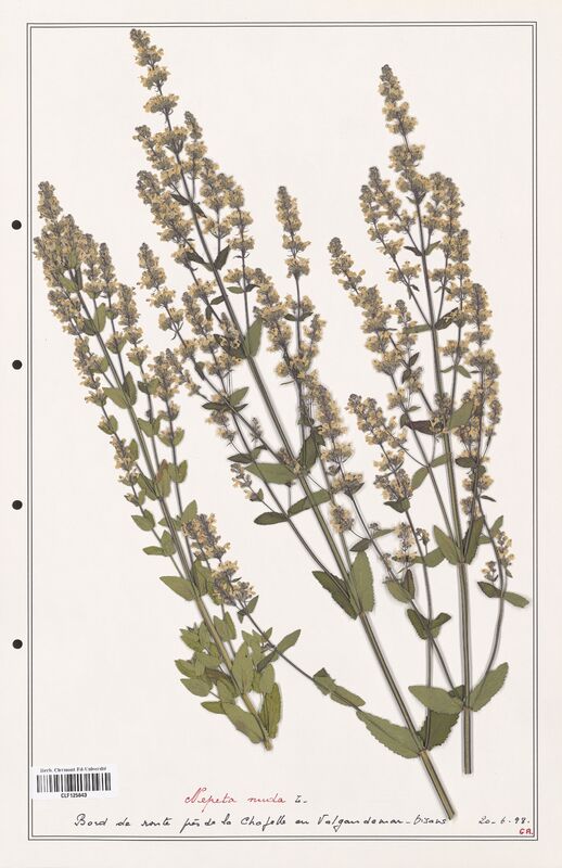 Nepeta nuda  (Lamiaceae)