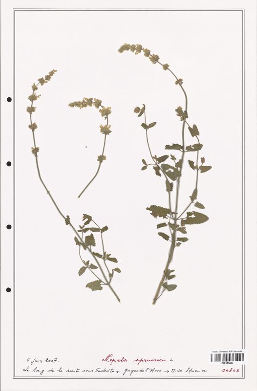 Nepeta spruneri  (Lamiaceae)