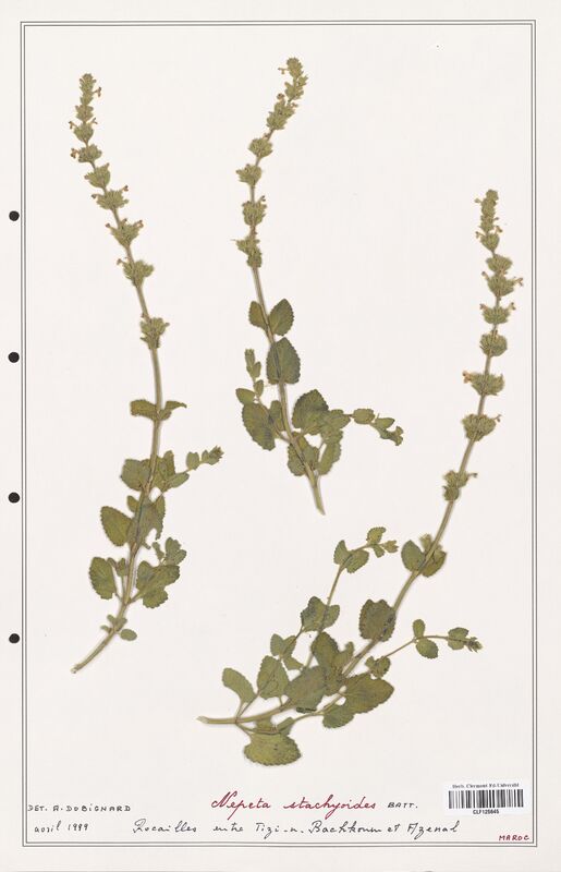 Nepeta stachyoides  (Lamiaceae)