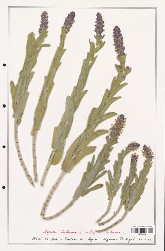 Nepeta tuberosa  (Lamiaceae)