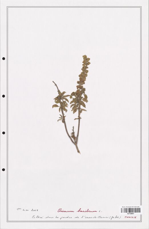 Ocimum basilicum  (Lamiaceae)