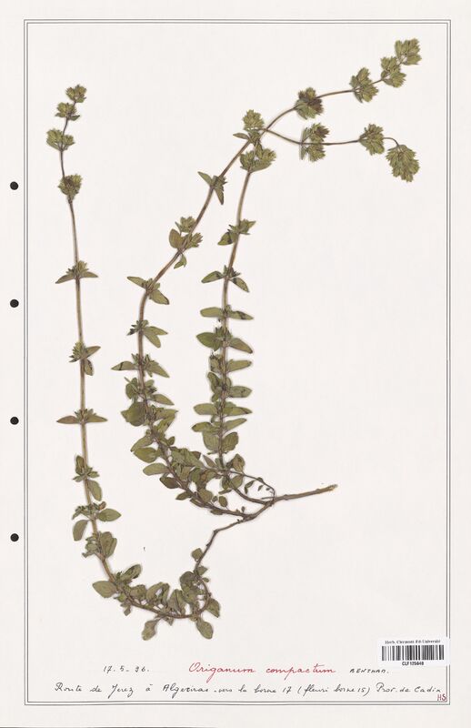 Origanum compactum  (Lamiaceae)