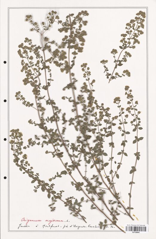 Origanum majorana  (Lamiaceae)