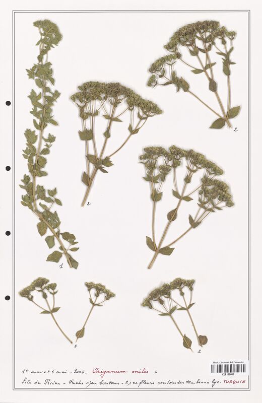 Origanum onites  (Lamiaceae)