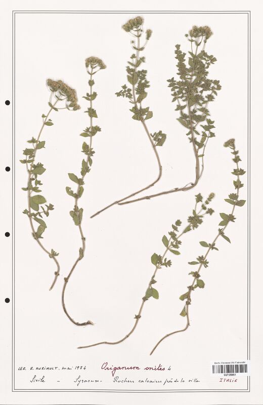 Origanum onites  (Lamiaceae)