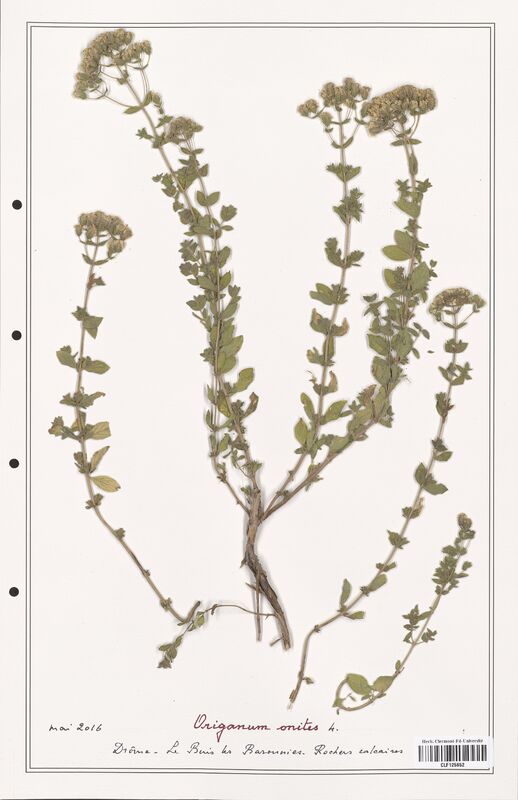 Origanum onites  (Lamiaceae)
