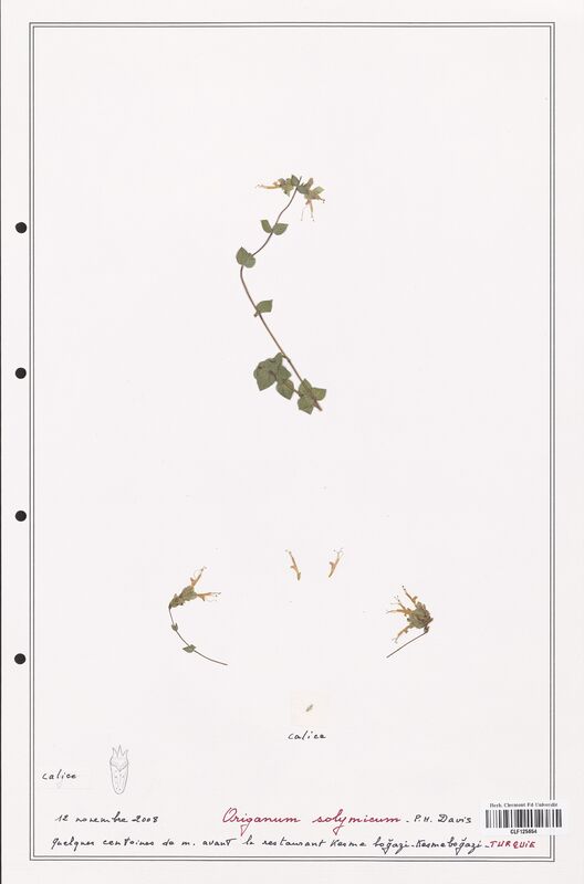 Origanum solymicum  (Lamiaceae)