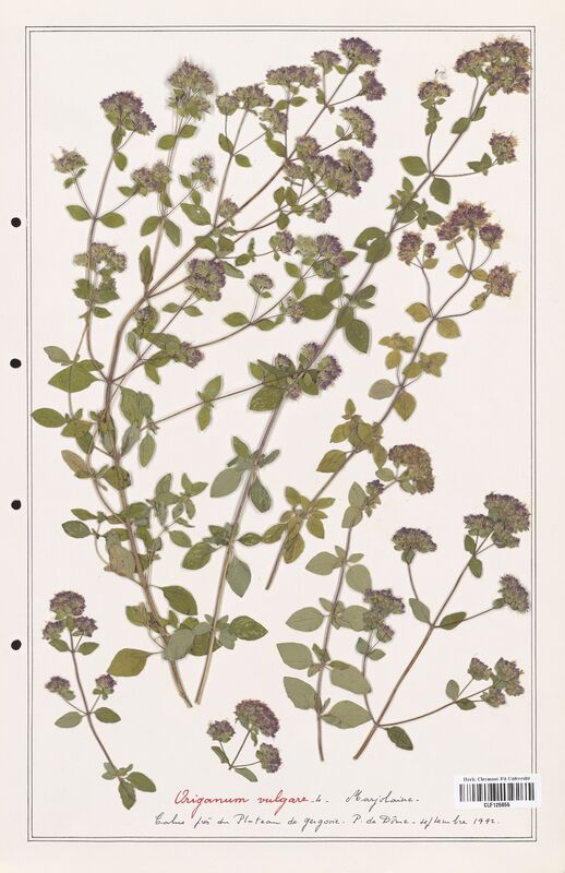 Origanum vulgare  (Lamiaceae)
