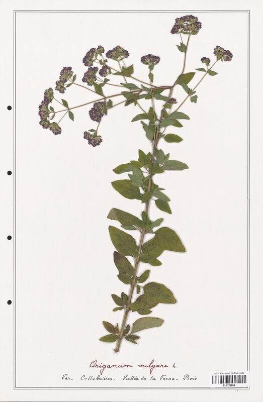 Origanum vulgare  (Lamiaceae)