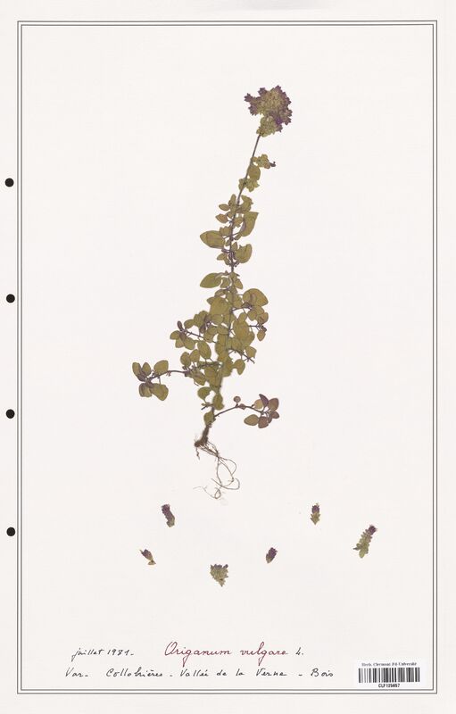 Origanum vulgare  (Lamiaceae)