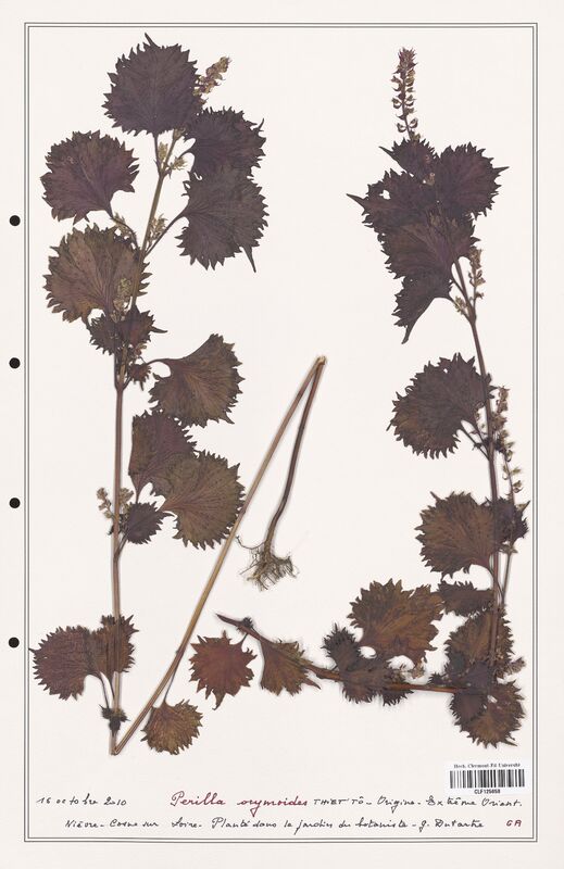 Perilla orymoides  (Lamiaceae)