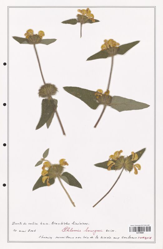 Phlomis bourgaei  (Lamiaceae)