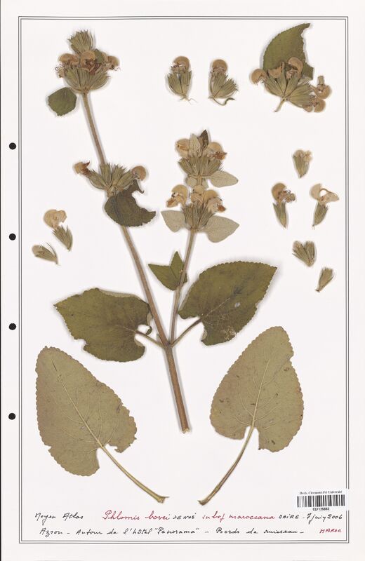 Phlomis bovei  (Lamiaceae)