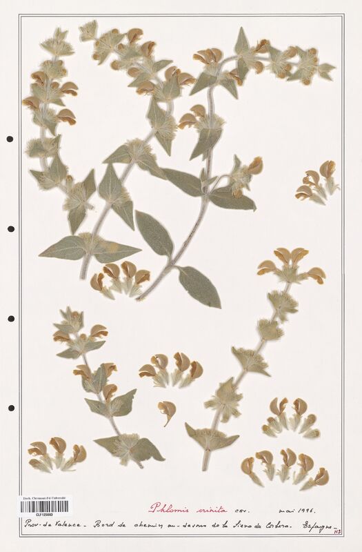 Phlomis crinita  (Lamiaceae)