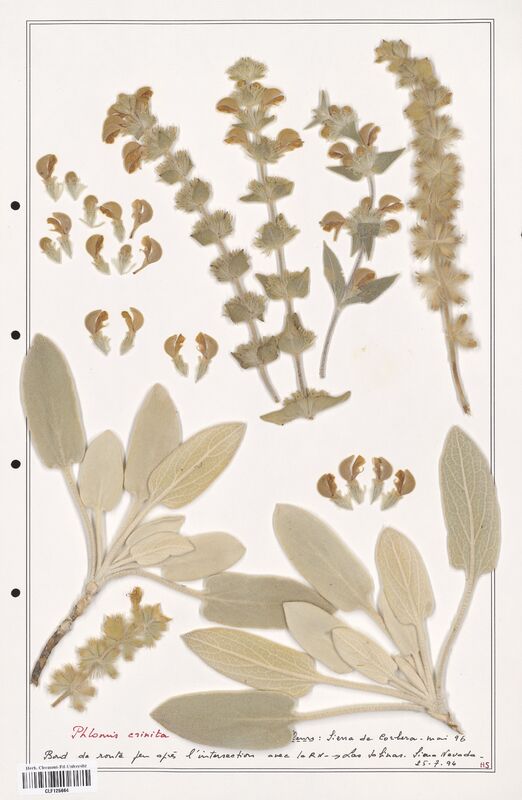 Phlomis crinita  (Lamiaceae)