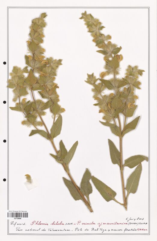 Phlomis biloba  (Lamiaceae)