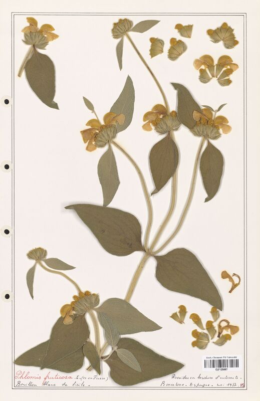 Phlomis fruticosa  (Lamiaceae)