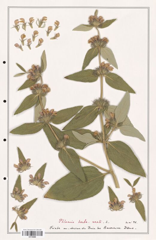 Phlomis herba venti  (Lamiaceae)