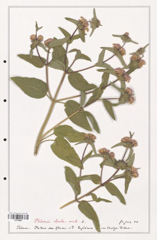 Phlomis herba venti  (Lamiaceae)