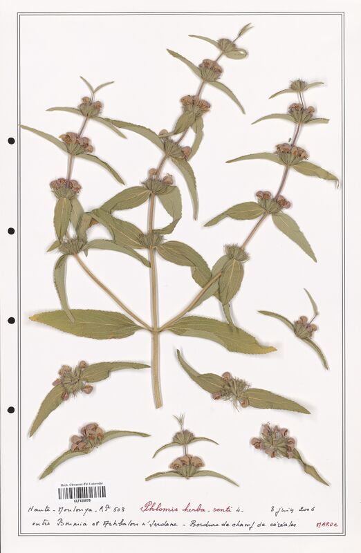 Phlomis herba venti  (Lamiaceae)