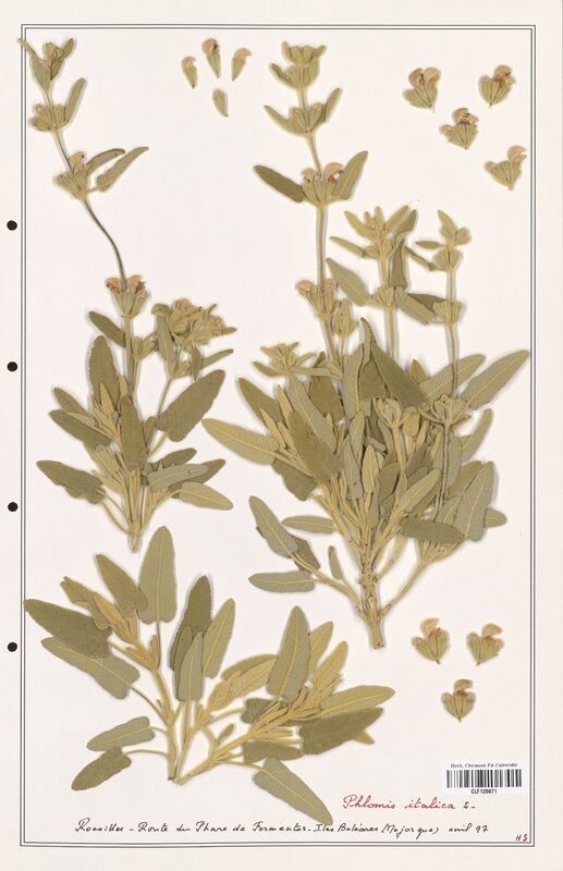 Phlomis italica  (Lamiaceae)